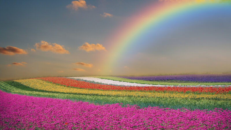 Ein Feld mit diagonalen Reihen verschiedenfarbiger Blumen erstreckt sich bis zum Horizont. Darüber sieht man am blauen, leicht bewölkten Himmel einen Regenbogen.