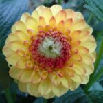 Großaufnahme der Blüte einer Dahlie. Von außen nach innen ändern sich die Farben von gelb über rosa zu weiß.