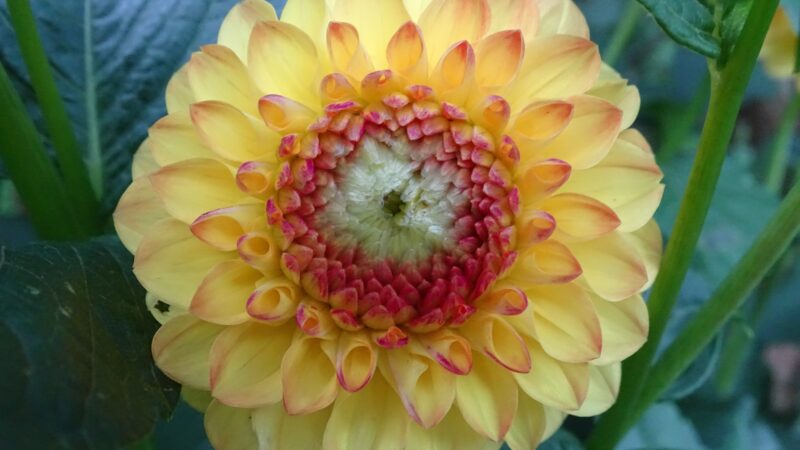 Großaufnahme der Blüte einer Dahlie. Von außen nach innen ändern sich die Farben von gelb über rosa zu weiß.