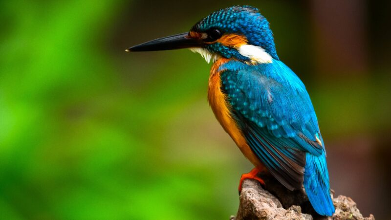 Ein Eisvogel sitzt auf einem Baumstumpf vor grünem Hintergrund. Sein Federkleid ist sehr bunt: Am Kopf türkis, braun und weiß, das Brustgefieder ist orange-braun, der restliche Körper türkis, weiß und schwarz. Schnabel und Augen sind ebenfalls schwarz.