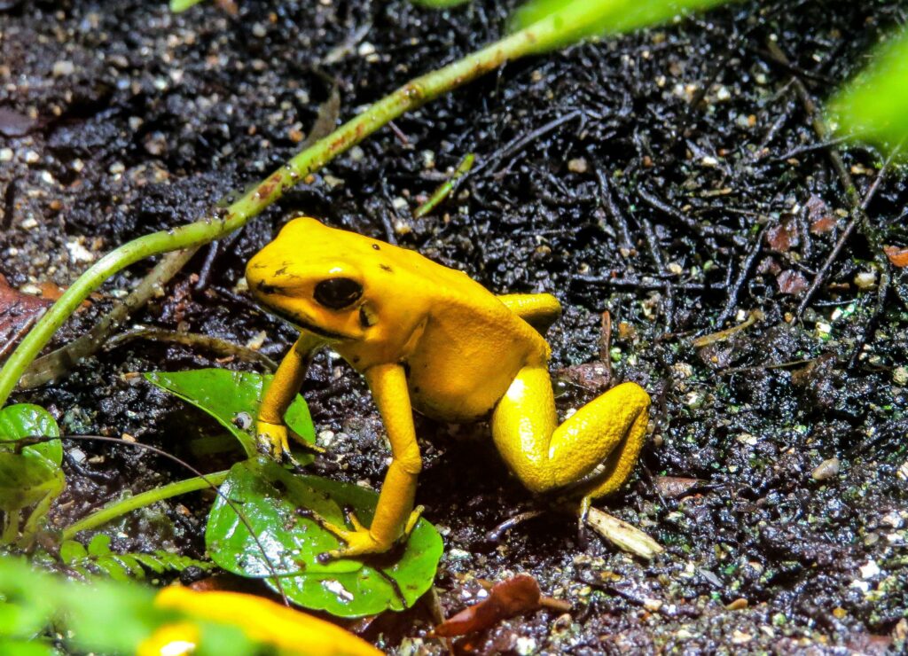 Ein gelber Pfeilgiftfrosch sitzt auf dem Erdboden.