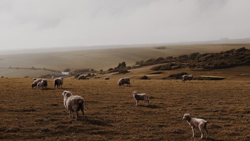 Eine kleine Schafherde in einer herbstlich, nebeligen Landschaft.
