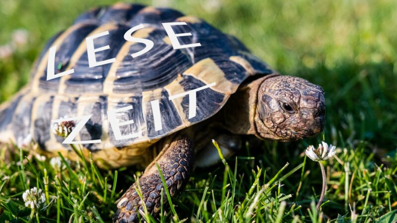 Eine Landschildkröte bewegt sich über eine Wiese mit weißem Klee. Auf ihrem Panzer steht in weiß-bläulichen Buchstaben das Wort "LESE-ZEIT".
