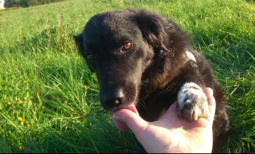 Kopf und Oberkörper eines schwarzen Hundes, der seine Pfote in die Hand eines Menschen legt.