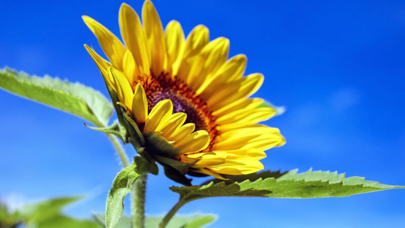 Eine Sonnenblume streckt ihren Kopf dem Himmel entgegen.