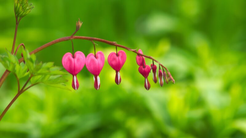 Ein Zweig der Pflanze "Tränendes Herz". Er trägt hintereinander Blüten in nach außen hin abnehmender Größe. Die Blüten sind rosa und weiß, im Hintergrund sieht man grüne Pflanzen.