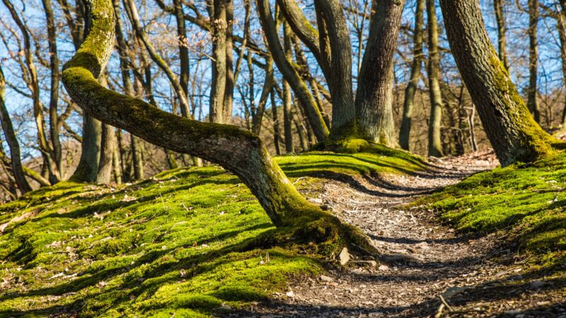Ein Wanderweg schlängelt sich durch einen sonnendurchfluteten Wald und gerät schließlich außer Sicht. Der Waldboden links und rechts des Weges ist moosbewachsen.