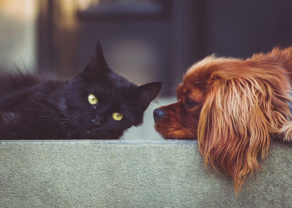Eine schwarze Katze und ein brauner Hund liegen auf einer Mauer