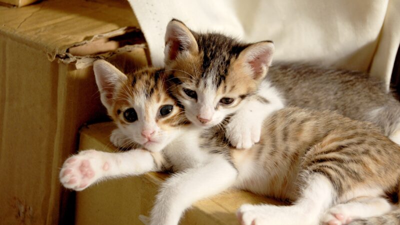 Zwei junge Katzen liegen auf einer Schachtel