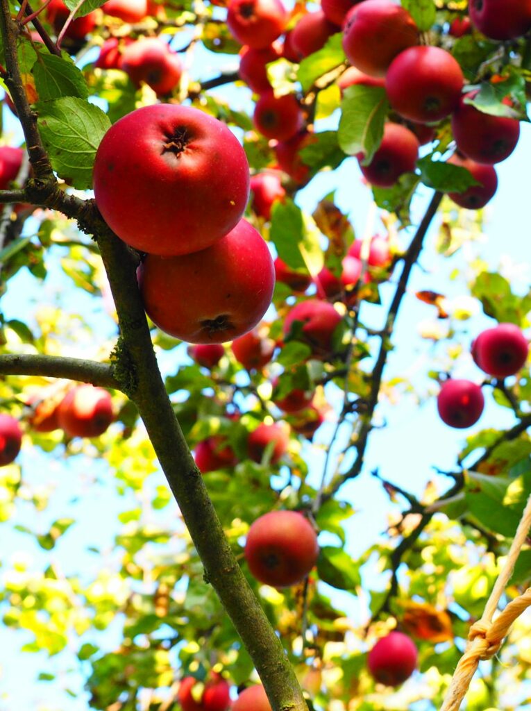 Äste eines Apfelbaums mit grünen Blättern und roten Äpfeln.