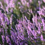 Blühendes Heidekraut auf einer Wiese