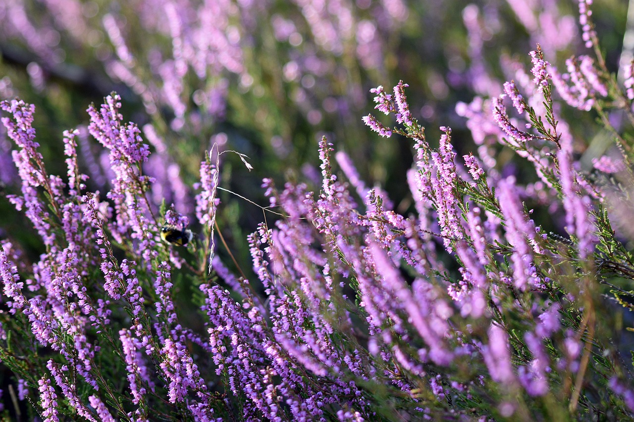 51 | Bachblüten – Sanfte Begleiter für die Seele