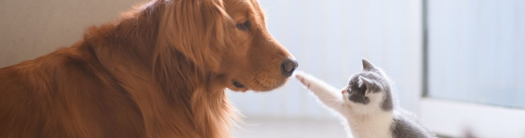 Ein entspannt wirkender brauner Hund mit langem Fell und eine junge weiß-graue Katze stehen einander gegenüber. Die Katze streckt ihre rechte Pfote in Richtung der Schnauze des Hundes.