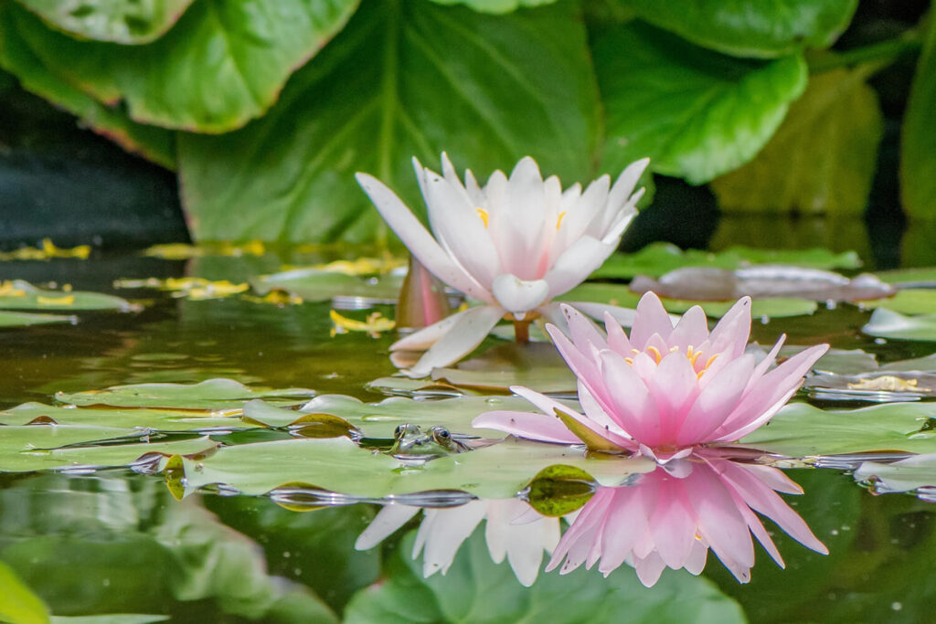 Zwei helle Lotusblüten in einem Teich. Im Hintergrund grüne Blätter.