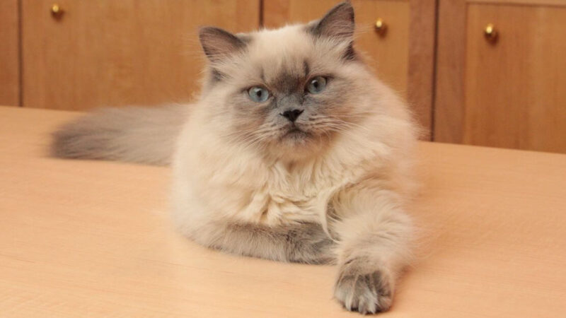 Eine hellbraune Himalaya-Katze liegt auf einem Tisch und schaut in die Kamera.