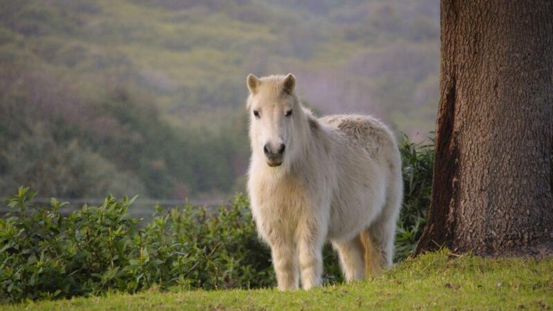 Ein weißes Pony steht auf einer Wiese neben einem Baum. Im Hintergrund sieht man einen See und Bäume.