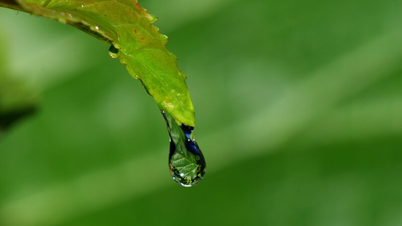 Ein Wassertropfen hängt gerade noch an der Spitze eines grünen Blattes. Durch den Tropfen hindurch ist ein weiteres Blatt zu sehen.