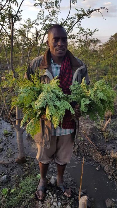 Ein afrikanischer Mann hält frisch geerntete Moringa-Blätter in der Hand.