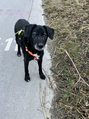 Ein schwarzer Labrador-Hund steht an einer Strasse und blickt in die Kamera.